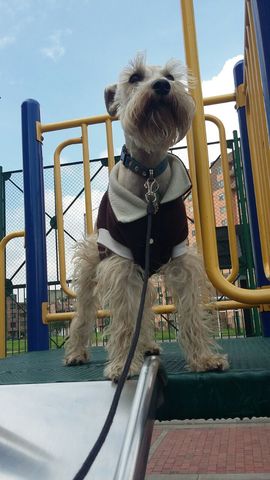 Lukas, la casi mascota.