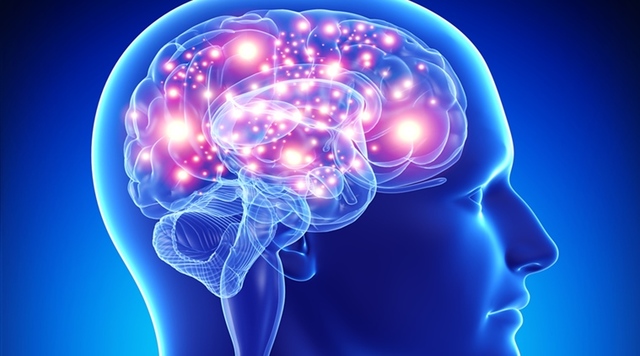 Brain and intelligence