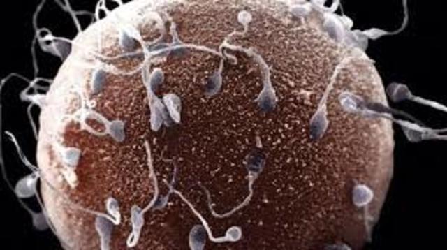 Linaje continuo de celulas reproductivas