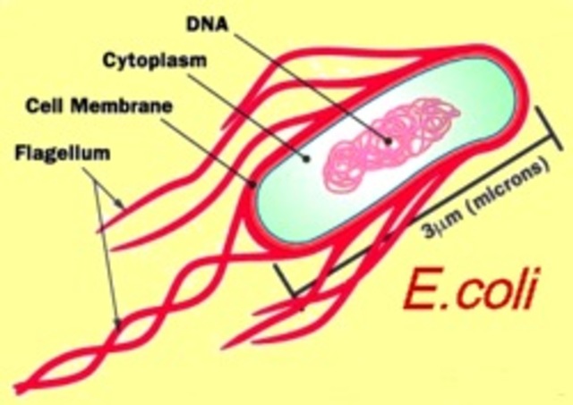 E.Coli secuencia descubierta
