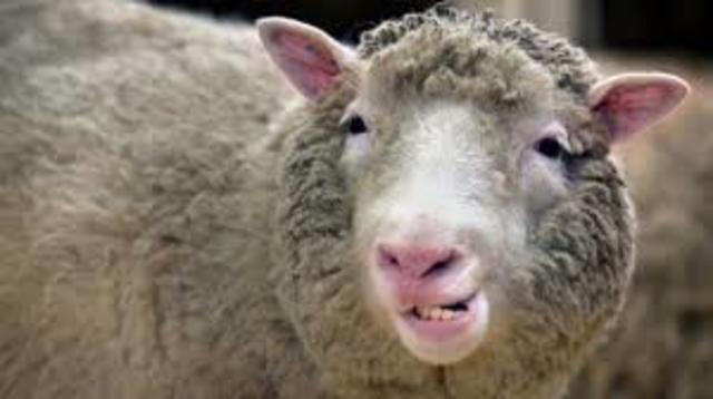 La oveja Dolly