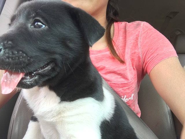 Segunda perrita (Maggie)