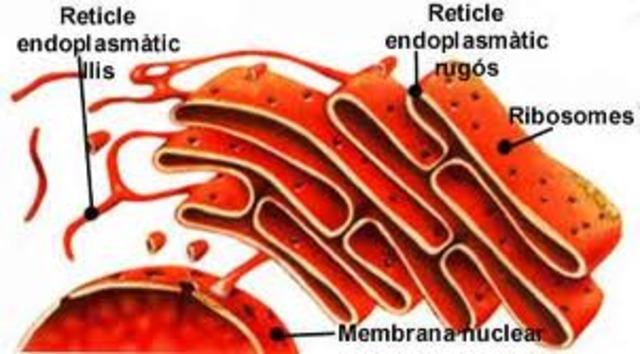 Descobriment del Reticle Endoplasmàtic