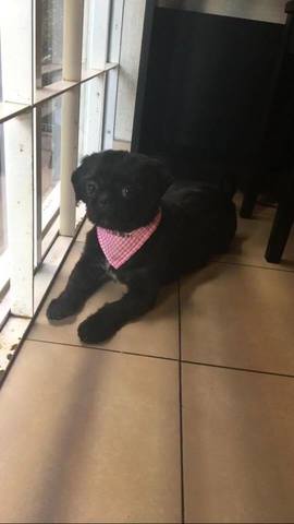 Primer perrita (Daisy)