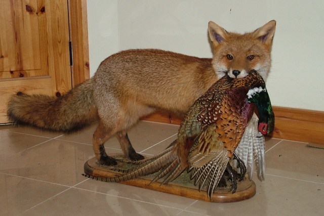 Taxidermy