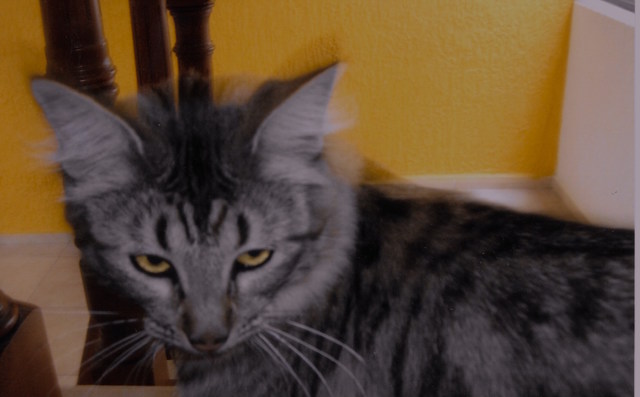 Mi Mascota | Significativo