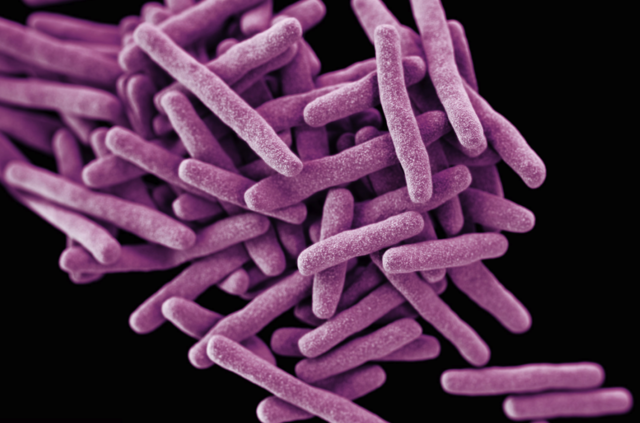 Introducción del término bacteria