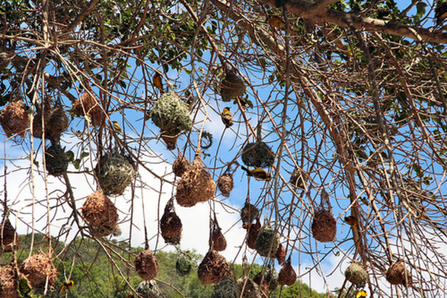 Etapa pretecnológica