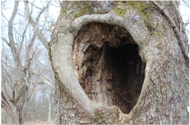 Chapter 7: The Treasure