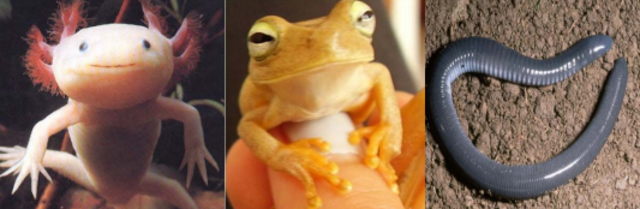 LOS ANFIBIOS SE SEPARAN