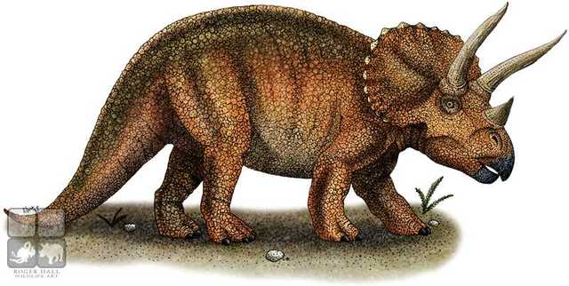 Triceratops Roam SK