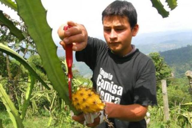 Ejércitos no oficiales por campesinos