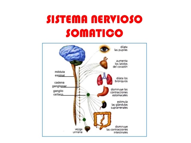 Sistema Nervioso Somatico