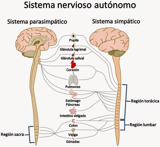 Sistema Nervioso Autónomo o Vegetativo
