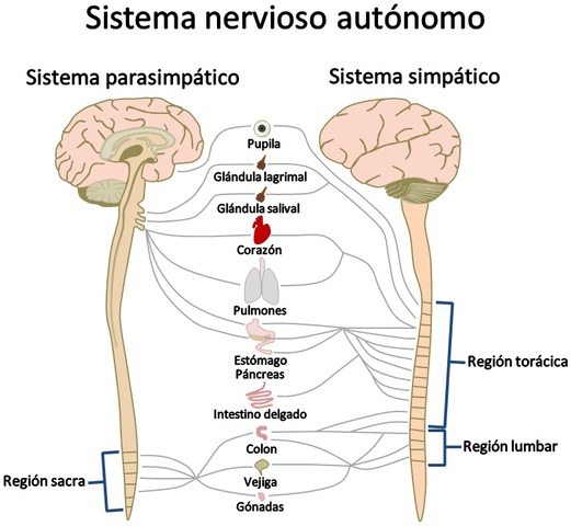 Sistema nervioso periférico (SNP)
