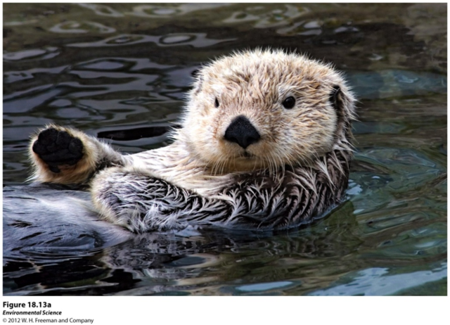 Marine Mammal Protection Act (Animal)