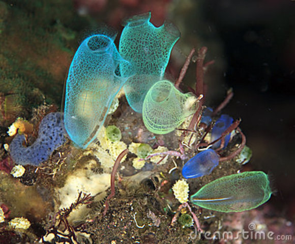 Primeros en tener neuronas