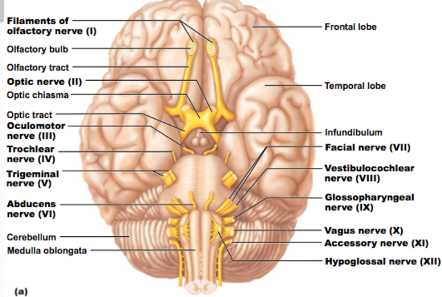 Cranial nerves traced to specific areas of the brain