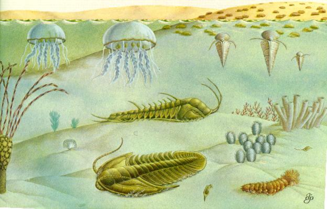 Evolucionan los Eucariontes; ya existe oxigeno presente en la atmósfera.