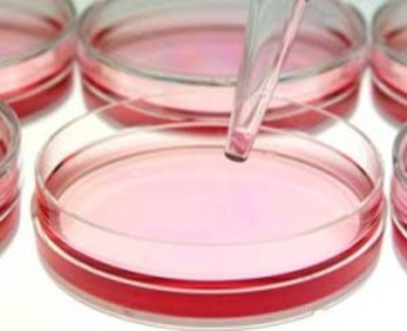 Invensión de la Cajas Petri - Julius Richard Petri