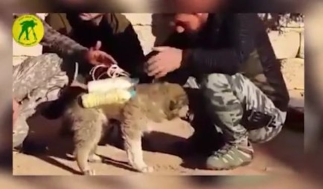 ISIS Fits Puppy Bomber with 'Suicide' Bomb Belt