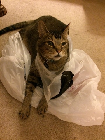 Mon famille et je adopté mon chat Buddy dans 10/2008.