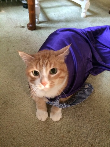 Mon famille et je adopté mon chat Rusty sur 01/01/2012.