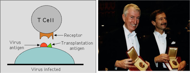 Peter Doherty y Rolf Zinkernagel