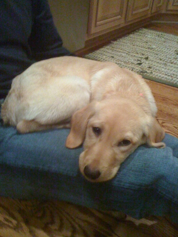 Supe que mis padres compraron un perro.