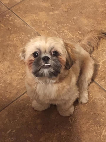 Mis padres me compraron el perro lindo. Se llama Brady.