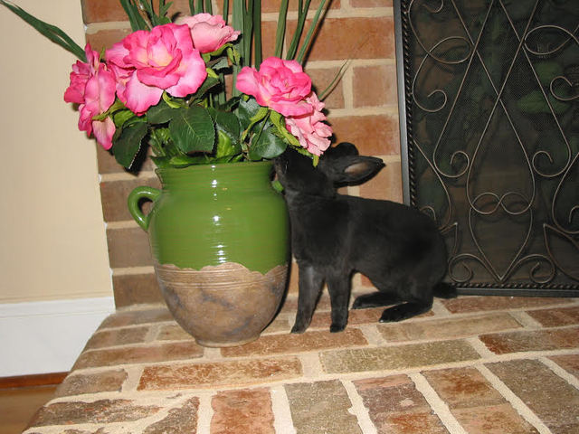 Los conejos murieron porque no comieron.