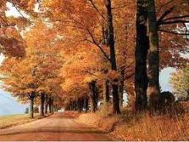 Presidente Santos propuso a los colombianos emprender campaña contra la tala de bosques