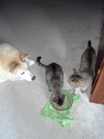 Mi familia y yo obtuvimos dos gatos.