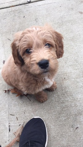 Mi padre me trajo un perro