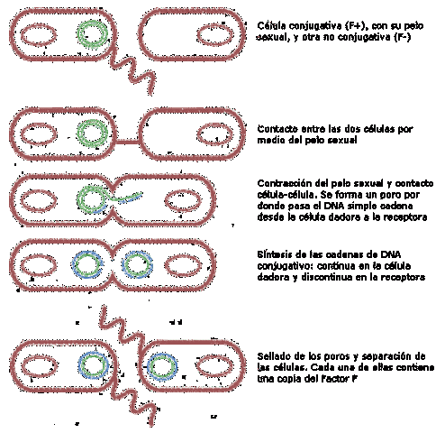 Edward Tatum y Joshua Lederberg.