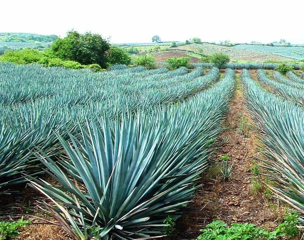 Paisaje de agaves y antiguas instalaciones industriales de Tequila