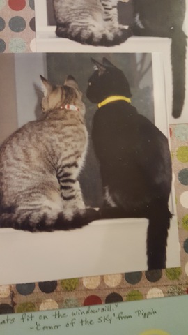 Mis gatos nacieron en Illiopolis, Illinois.