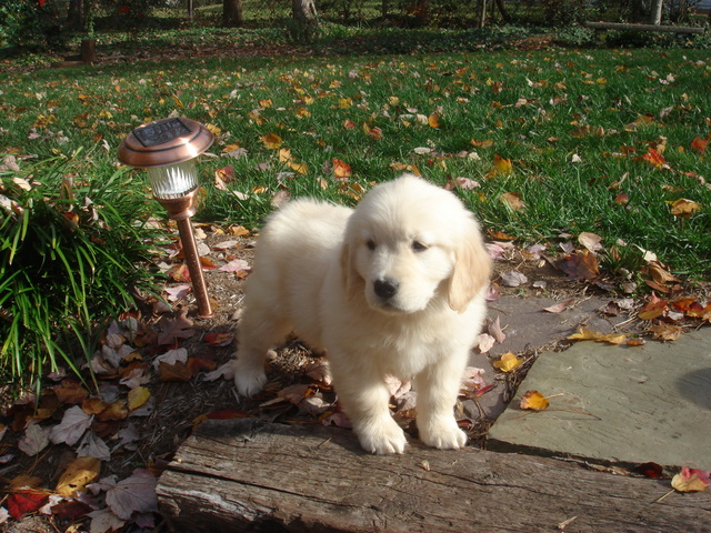 Mi familia y yo obtuvimos un perrito "Marley."
