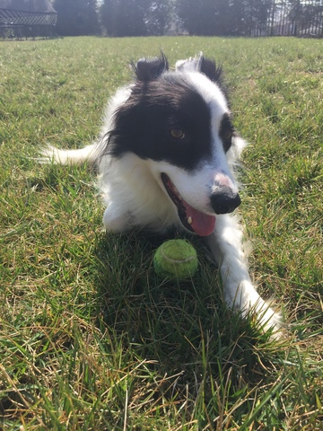Mi familia y yo recibimos un perro.