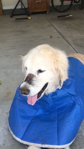 Nuestro perro, Marley, murió.