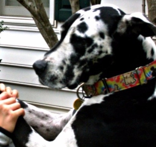 Mi perro, Crickett, murió