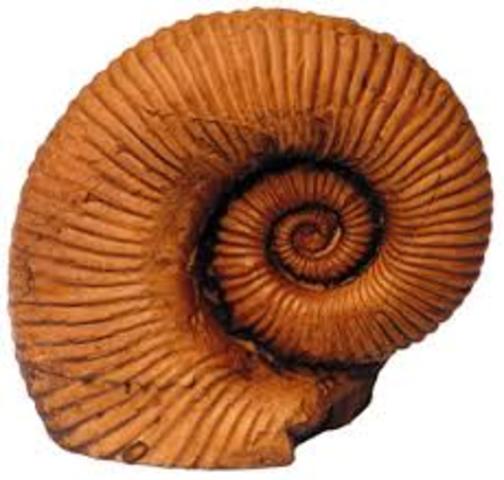 Ordovician (500m-435m) paleozoic Era