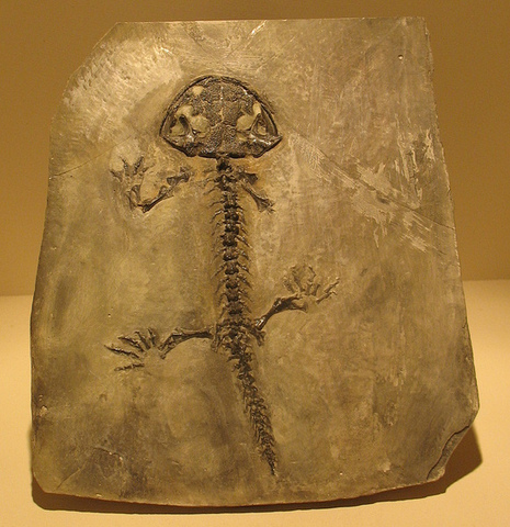 Devonian (395m-345m) Paleozoic Era