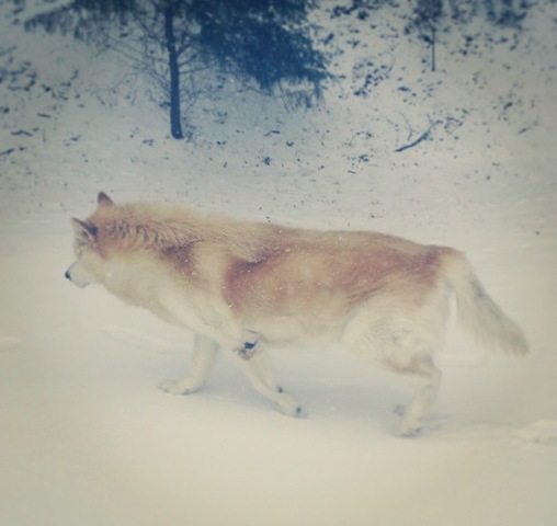 Mi perro murió. Se llamé Ziggy.