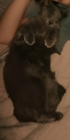 Cuando empecé pre kinder, recibí una gato. Se llamo George