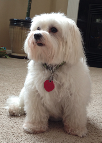 Mis padres me dio un perro