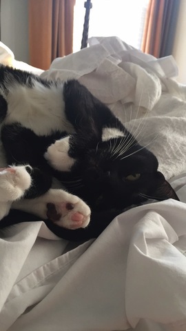 Recibí un gato, se llama dixie