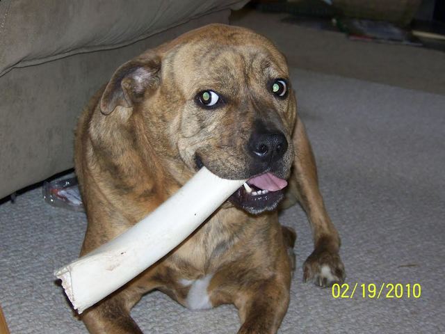 Obtuvé mi primero perro