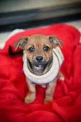 Obtuvé mi segundo perro