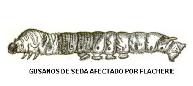 Se demuestra que la "enfermedad del gusano de seda" es producida por un hongo", por Agostino Bassi.